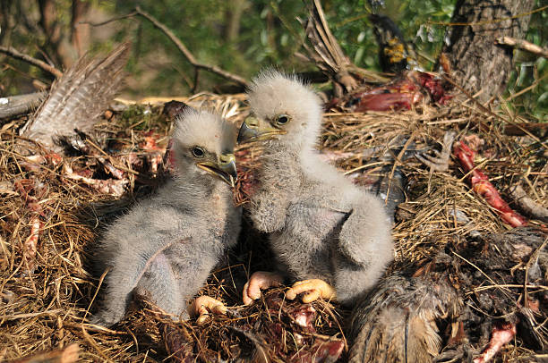 A baby Eagle dream in Hindu