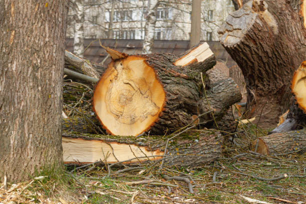 A Tree Being Chopped Down Dream in Islam