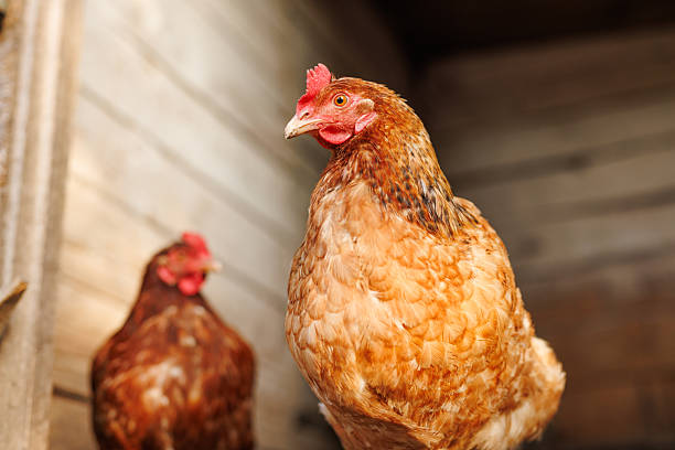 Chicken Dream in Hindu