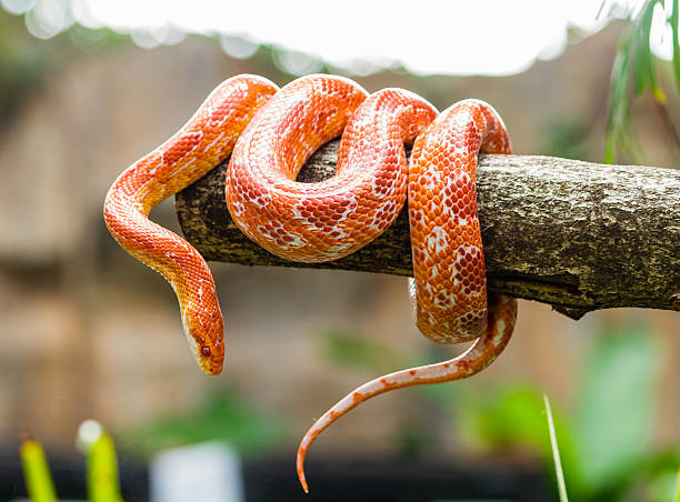 A Colorful Snake Dream in Islam