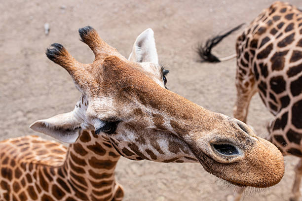 Small Giraffe Dream in Hindu